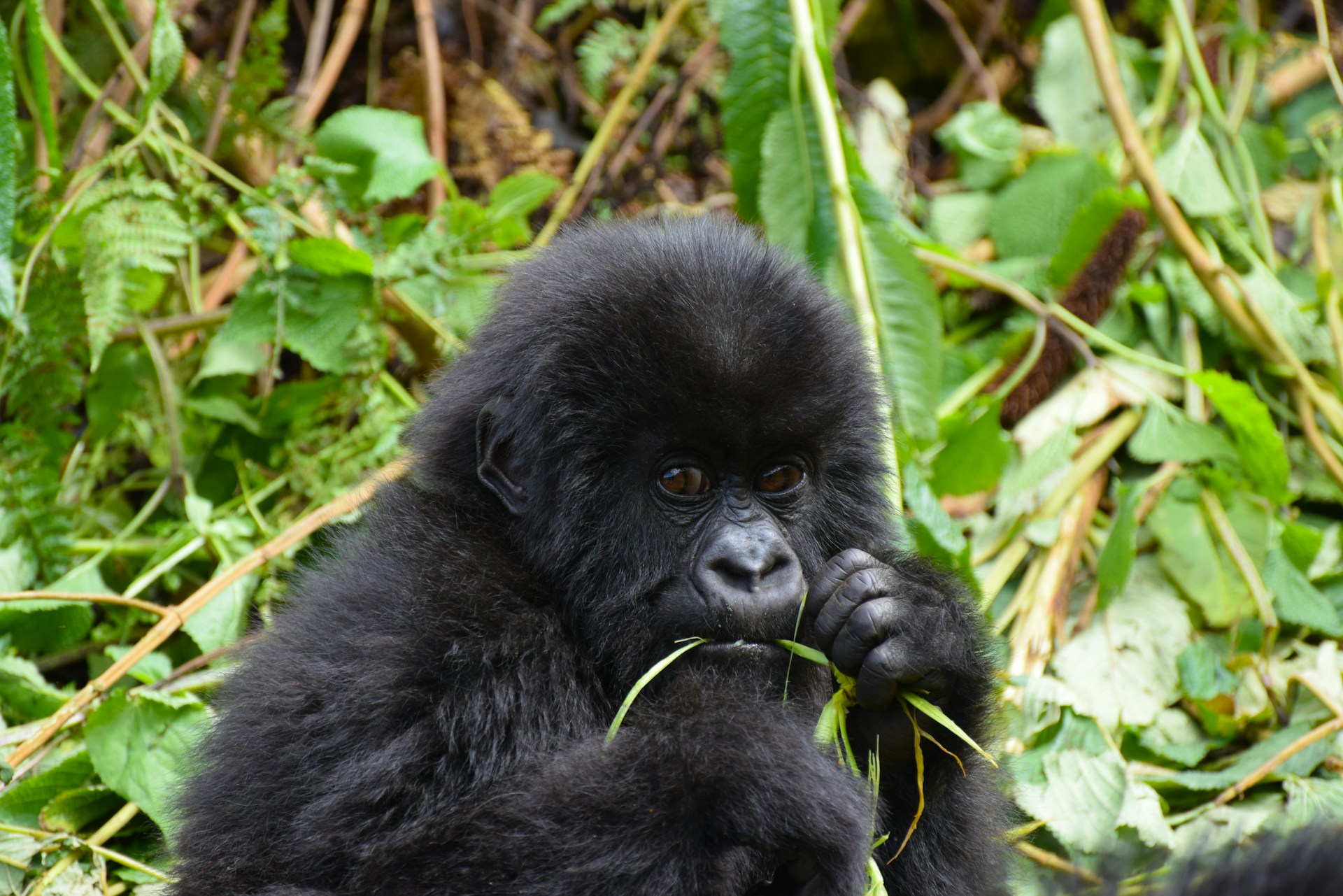 gorilla