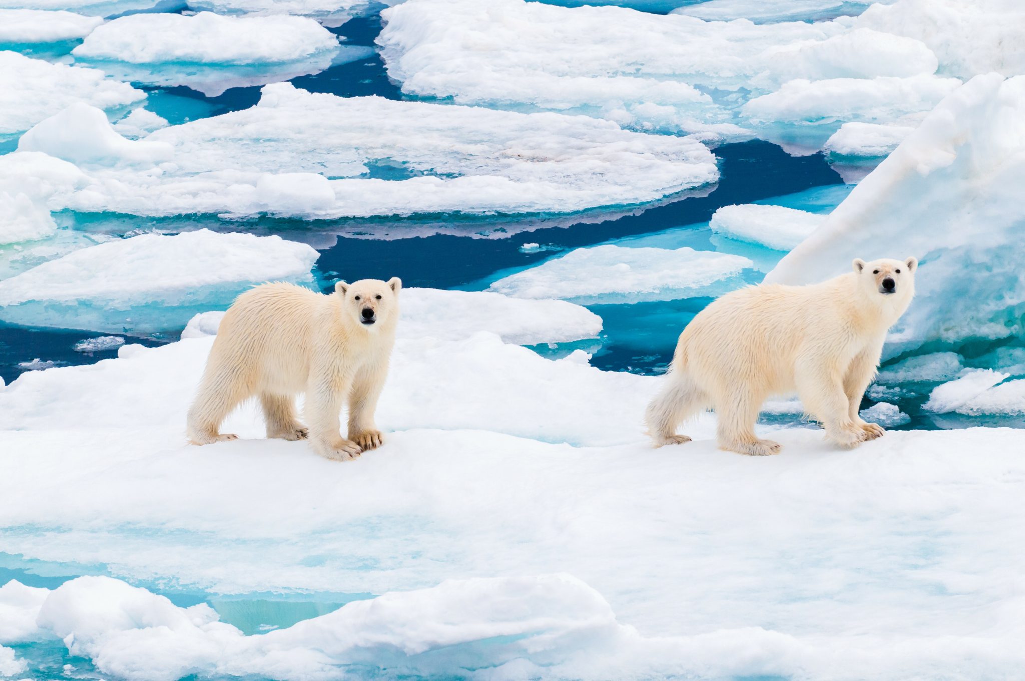 Polar bear cubs walking on the ice pack in the Arctic Circle, Barentsoya, Svalbard, Norway