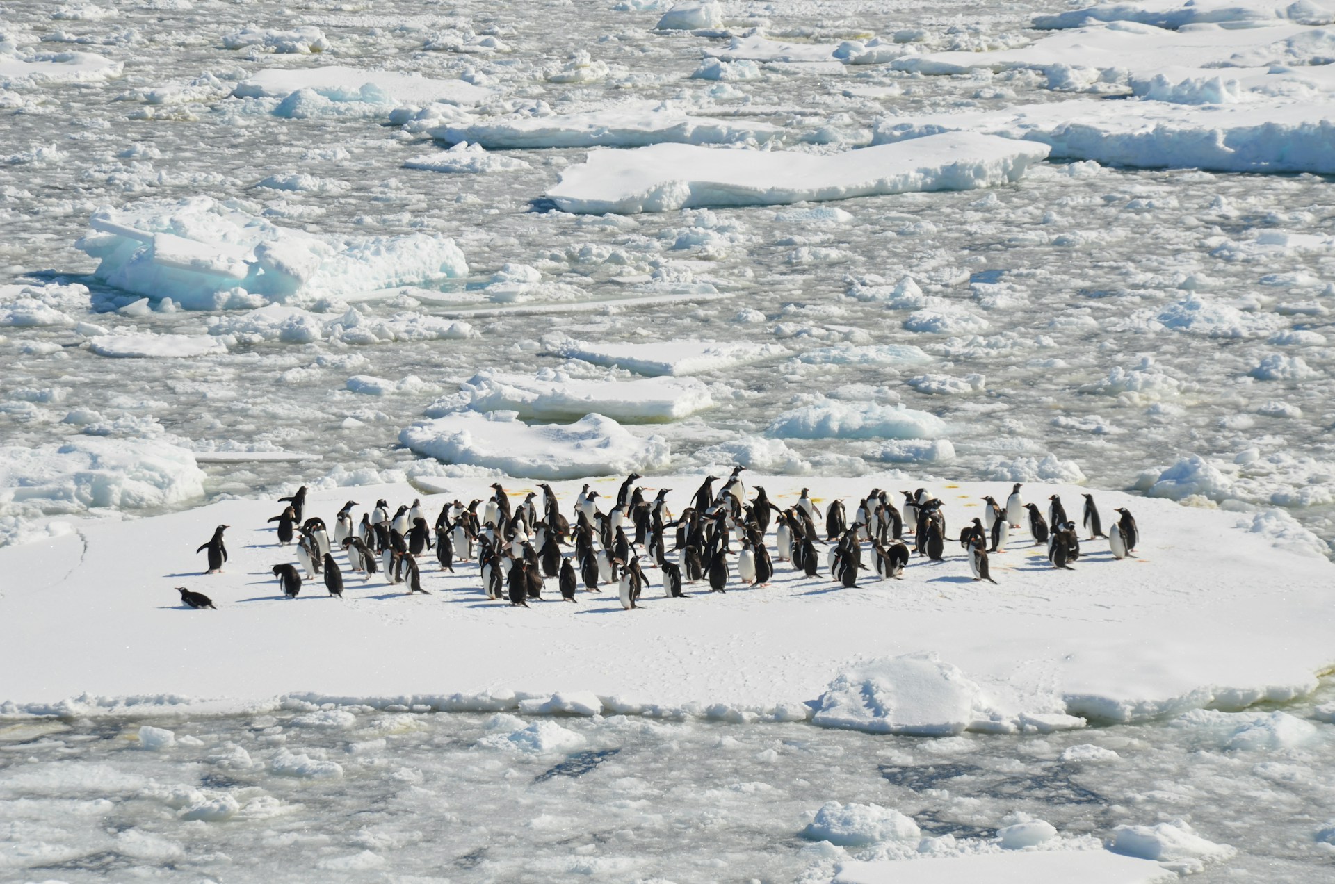 antarctica