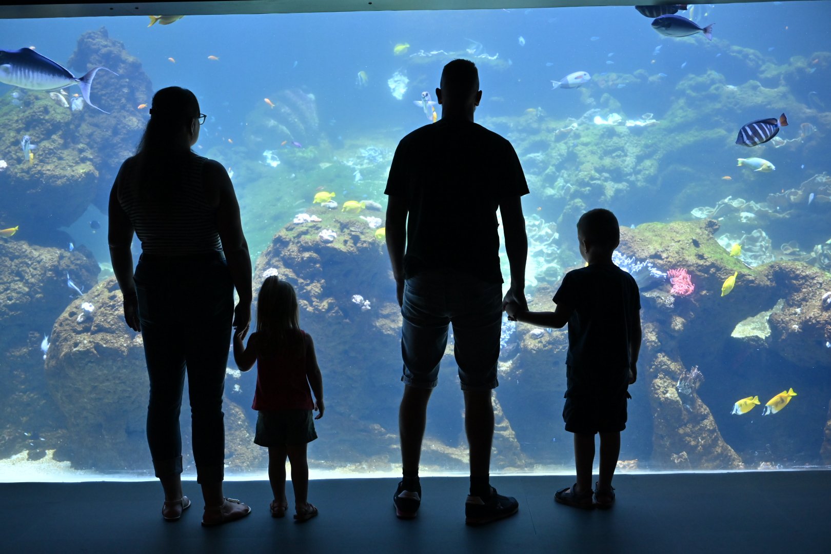 Nausicaá fête ses 35 ans avec une année 2026 hors norme