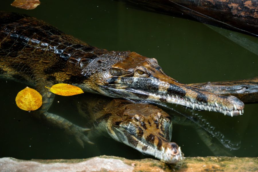 ferme aux crocodiles