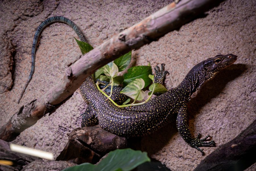 ferme aux crocodiles