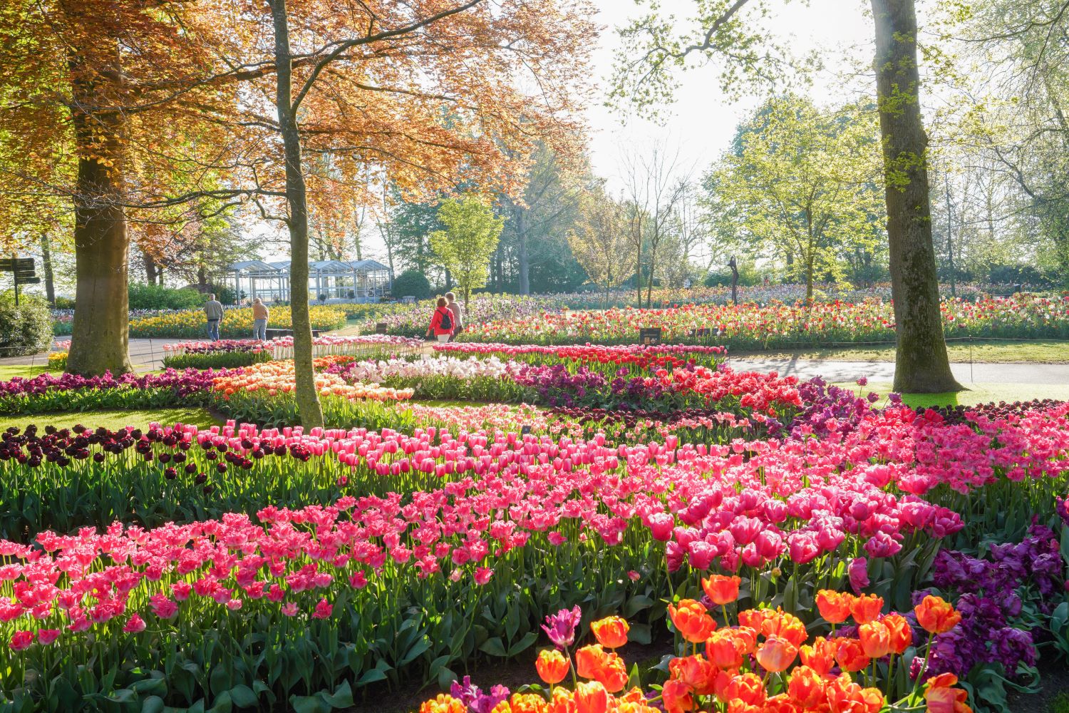Nederland: een gigantisch tulpenpark! Een blik in de coulissen!