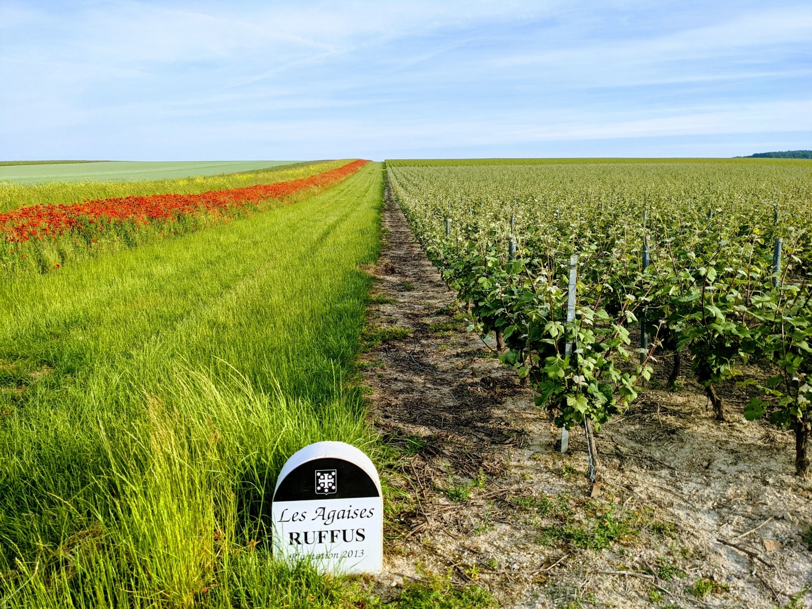 Vue sur les vignes du Vignoble des Agaises