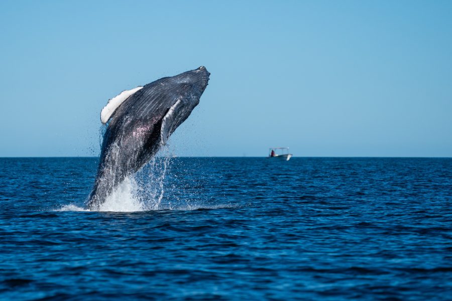 baja california