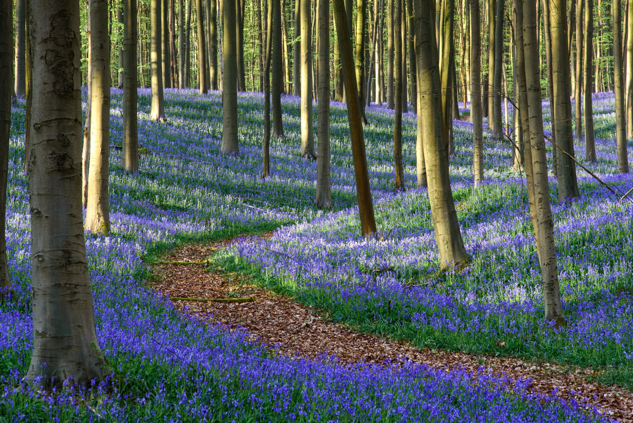 Het Hallerbos kleurt paars… maar zorg dat je goed voorbereid komt!