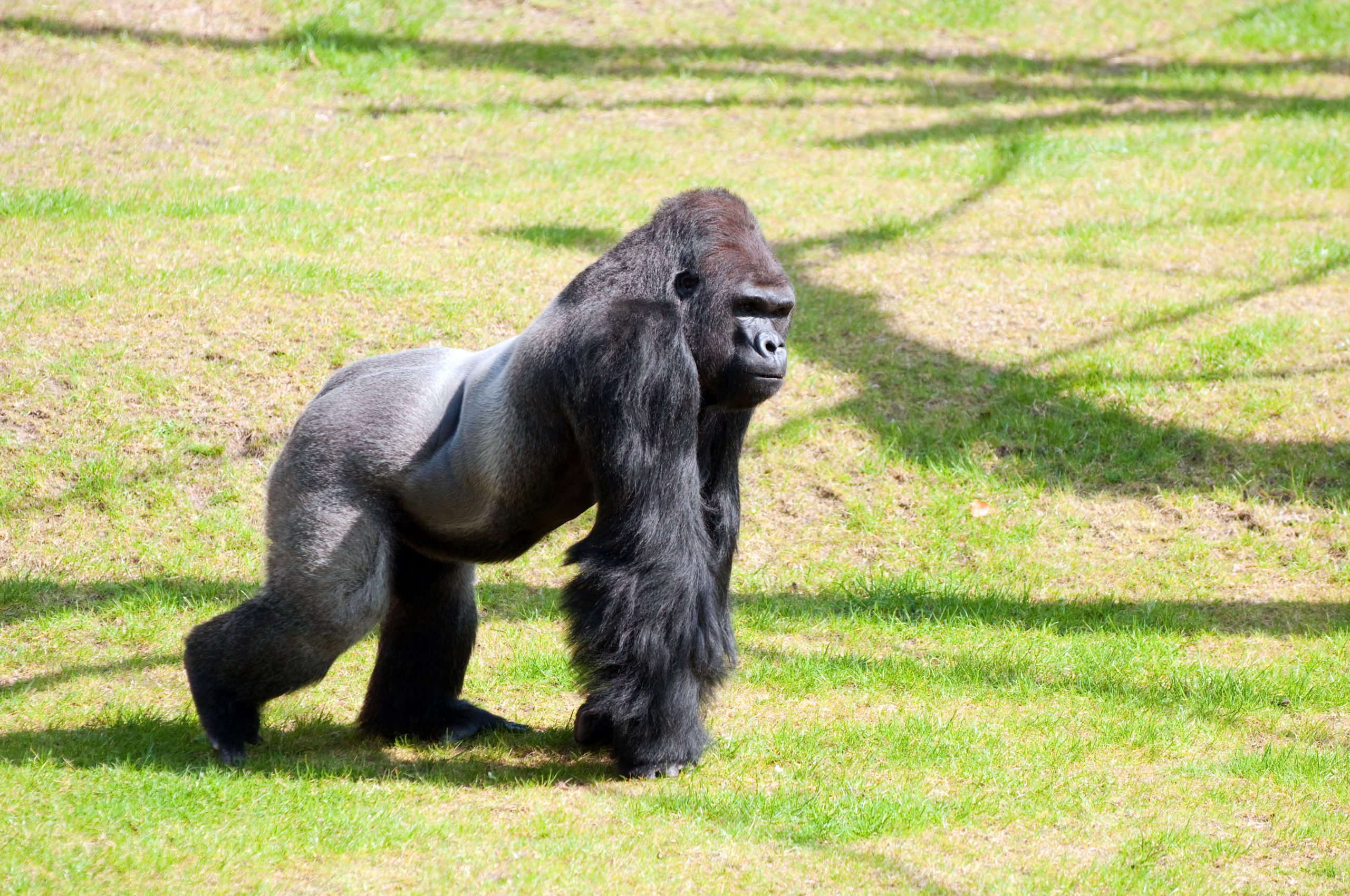 Fatou est une star du zoo de Berlin !