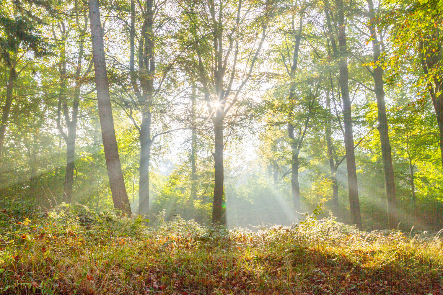 Forêt de Soignes : trois journées pour redécouvrir ce trésor classé par l’Unesco