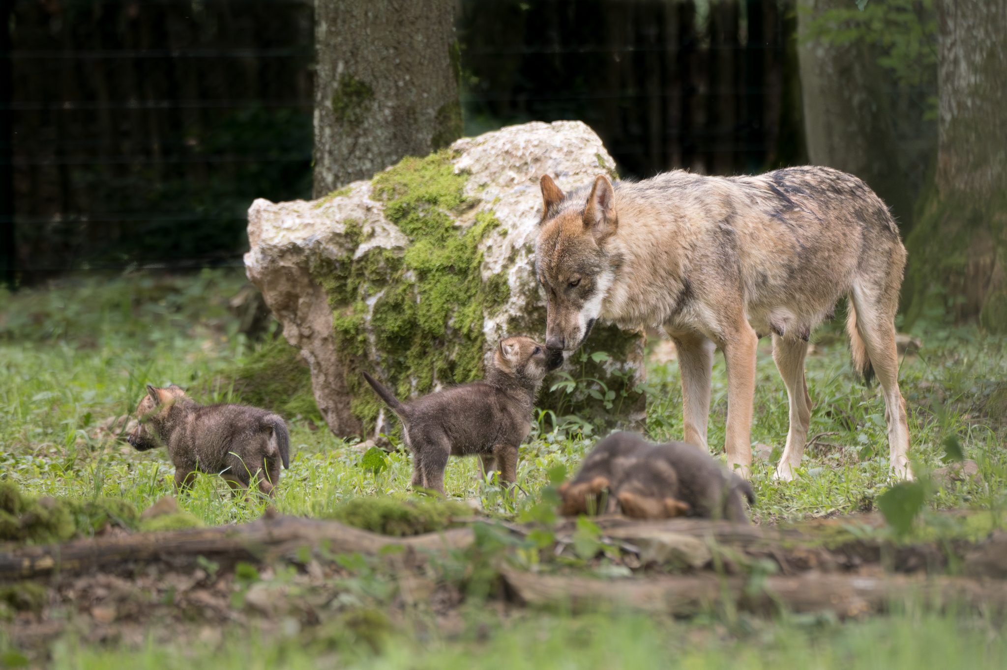 loup