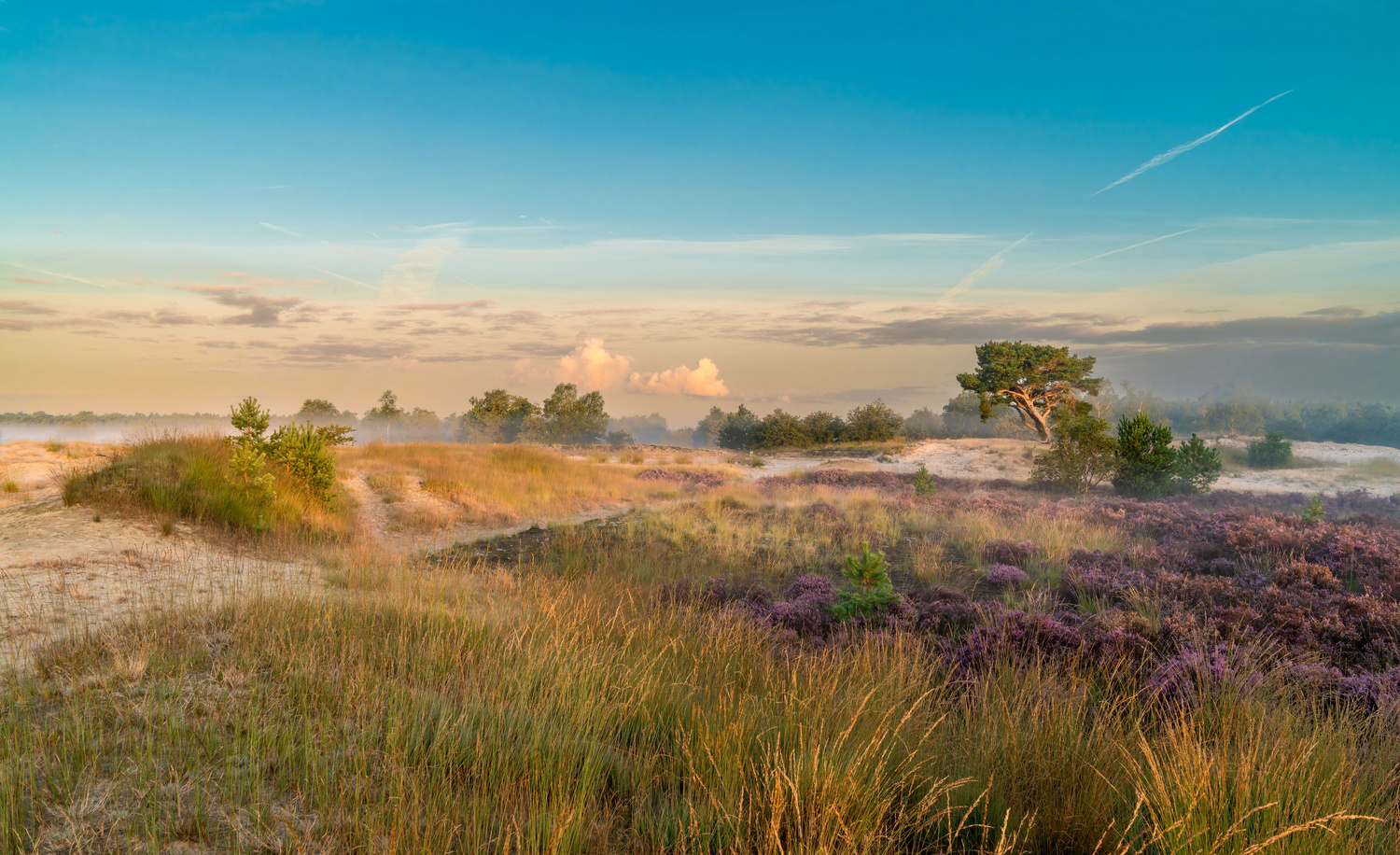 Deze ‘Nederlandse Sahara’ op minder dan twee uur van België is een omweg waard