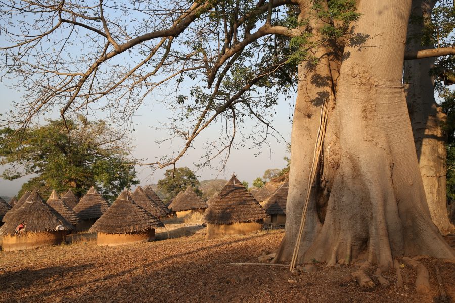 Big baobab tree and Bedik village in Kedougou, Senegal, Africa. Senegalese nature, African landscape, scenery. Tribal houses, home. Village of Bedik tribe. Rural life in Kedougou, Senegal, Africa