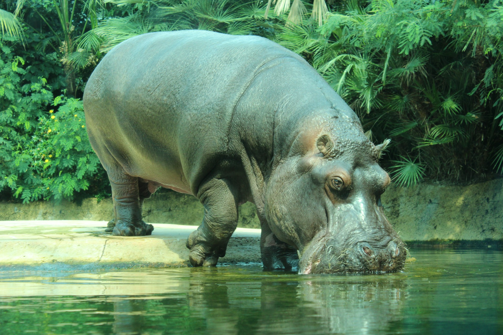 Colombie : les hippopotames de Pablo Escobar deviennent un vrai casse-tête ! – translated into: nl