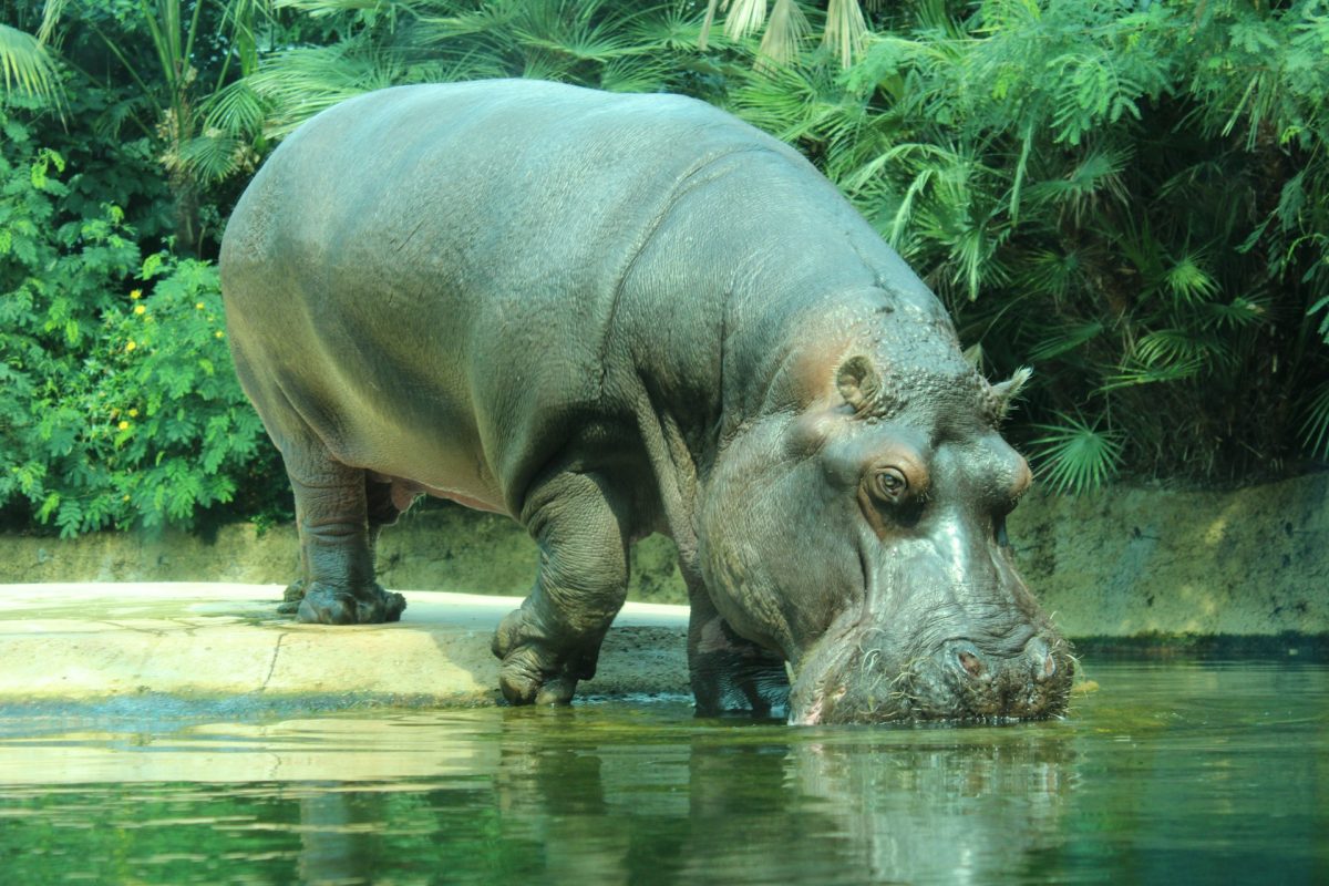 Colombie : les hippopotames de Pablo Escobar deviennent un vrai casse-tête !