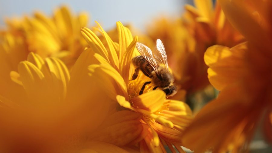 bee