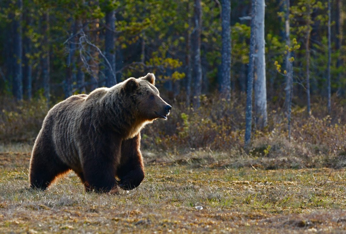 Japon : l’ours le plus recherché a toujours un coup d’avance !