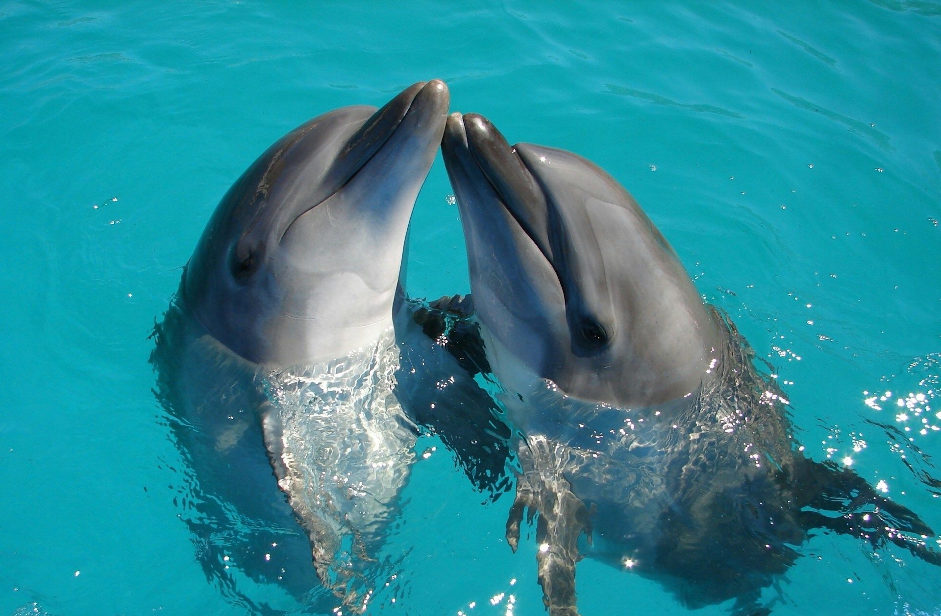 De beslissing is gevallen: Brugge verliest zijn dolfinarium