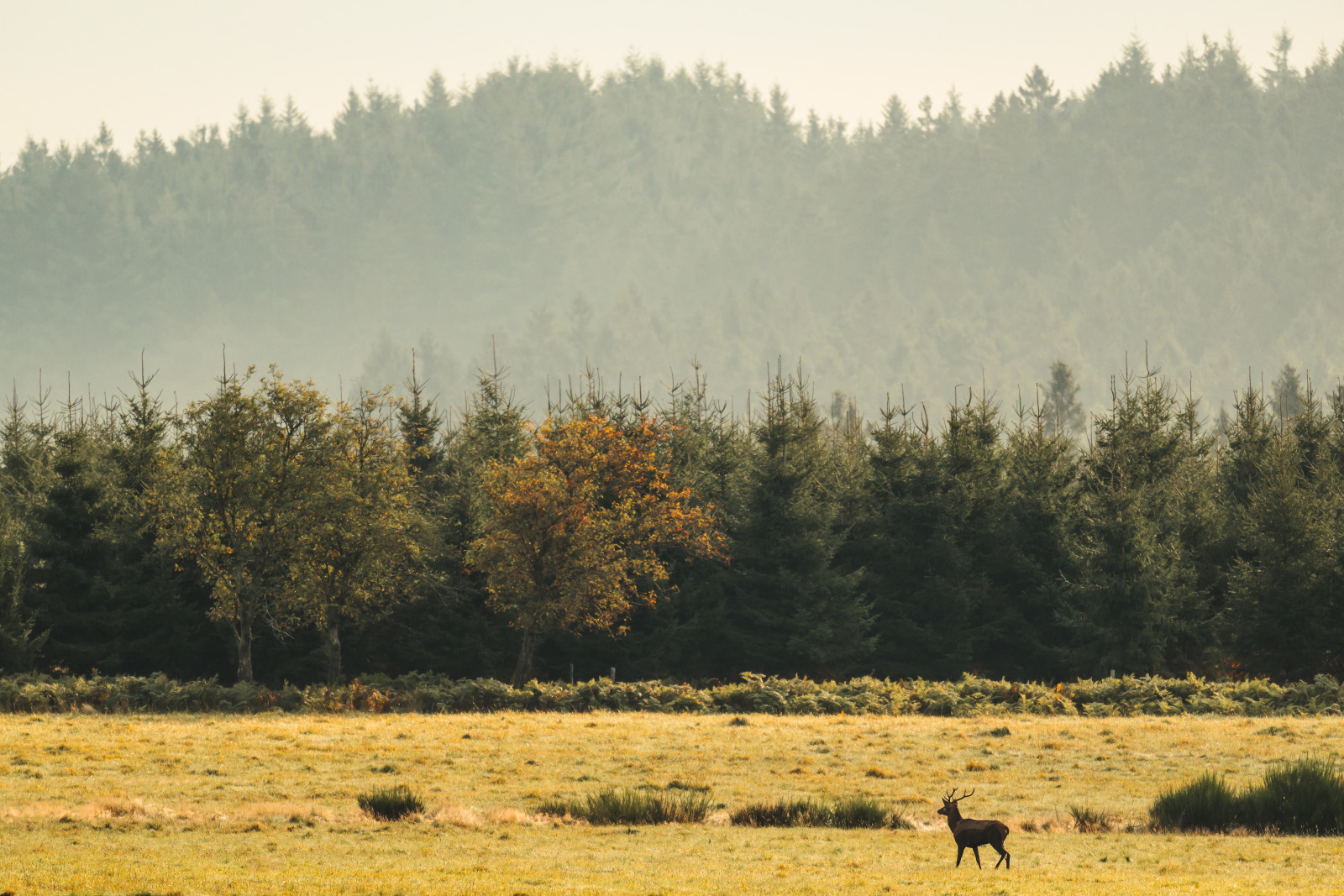 Hautes Fagnes : non, elles ne sont pas fermées (voici où vous pouvez encore marcher)