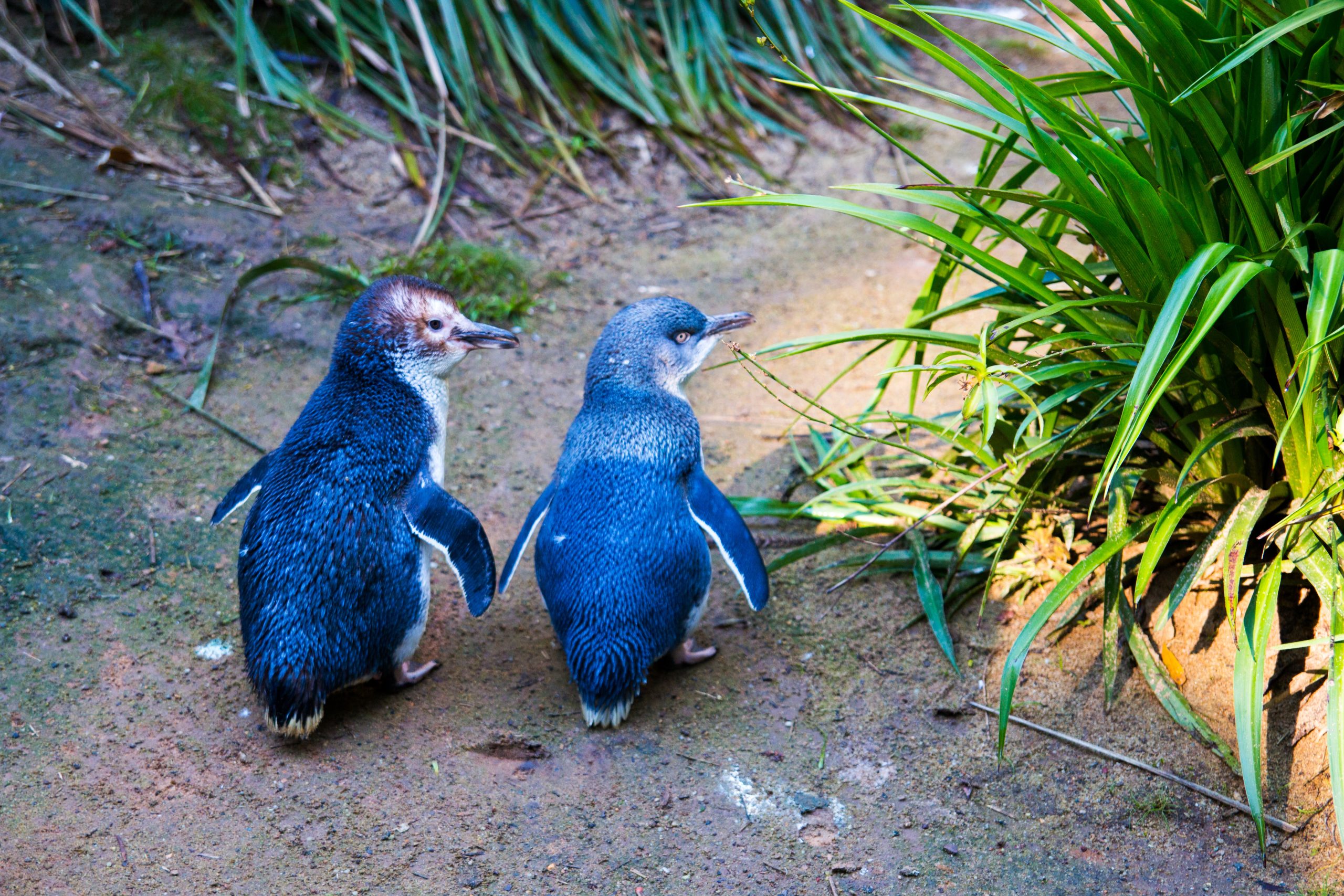 Australie : la célèbre parade des manchots menacée !