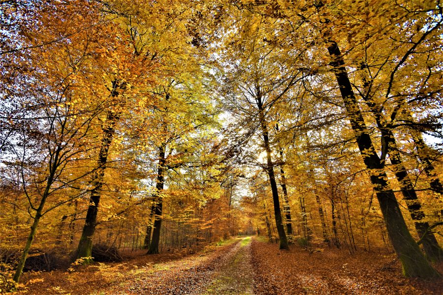 Forêt Anlier en automne