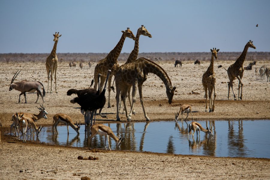 Etosha 