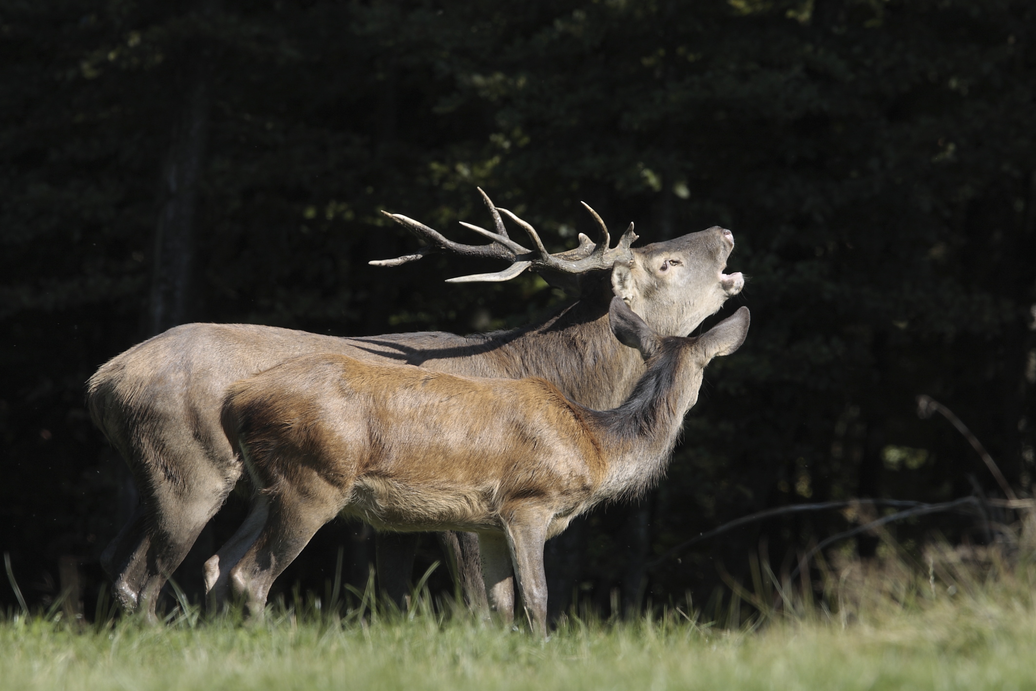 In het hart van de Ardennen: beleef de magie van de nachtelijke hertenburl in het Forêt d’Anlier