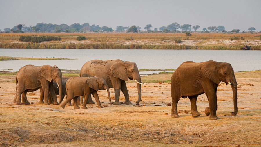 Chobe 