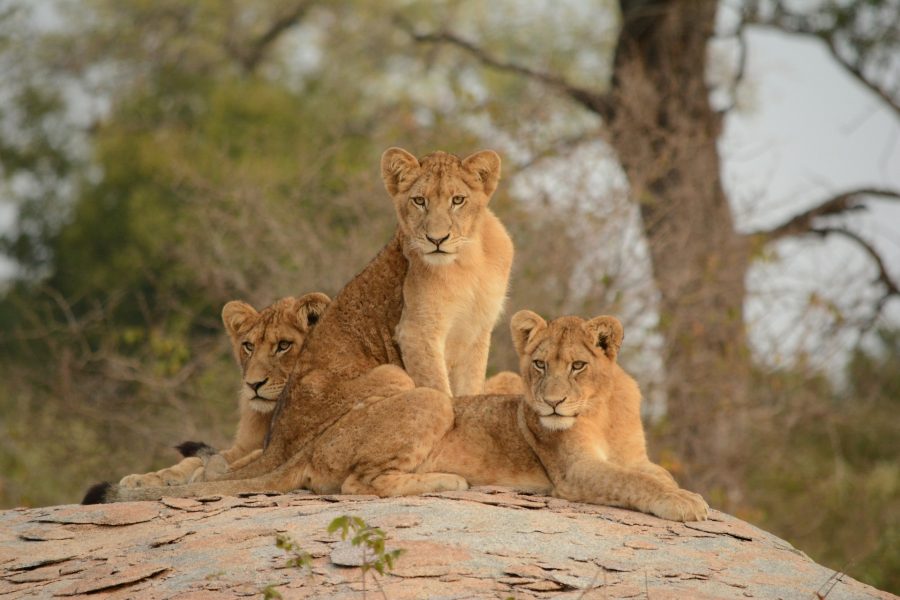 kruger