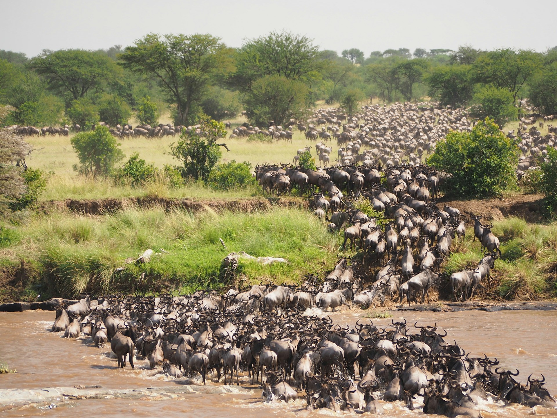 Serengeti 