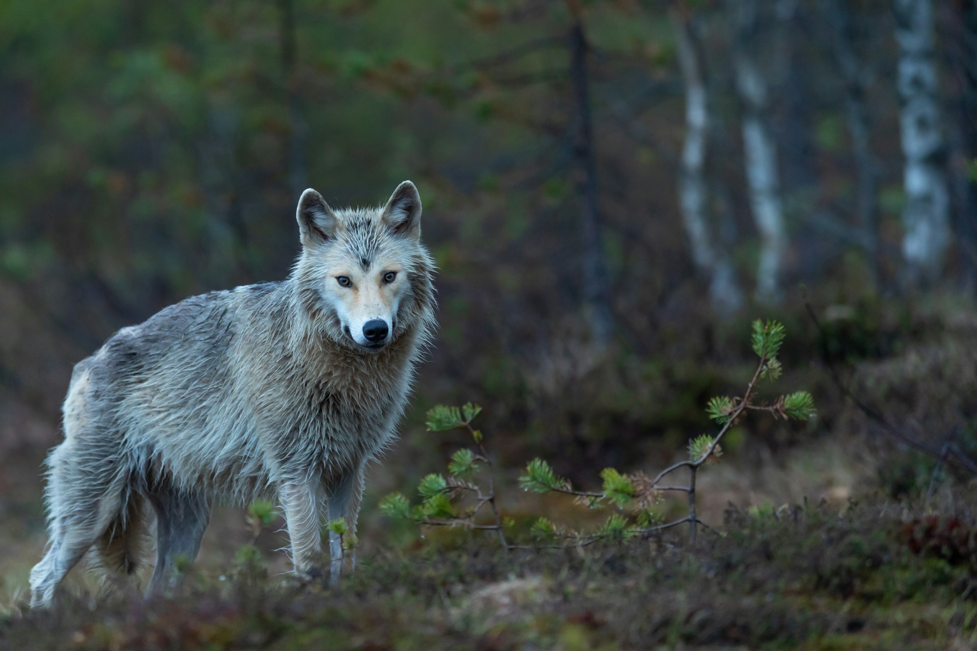 wolf