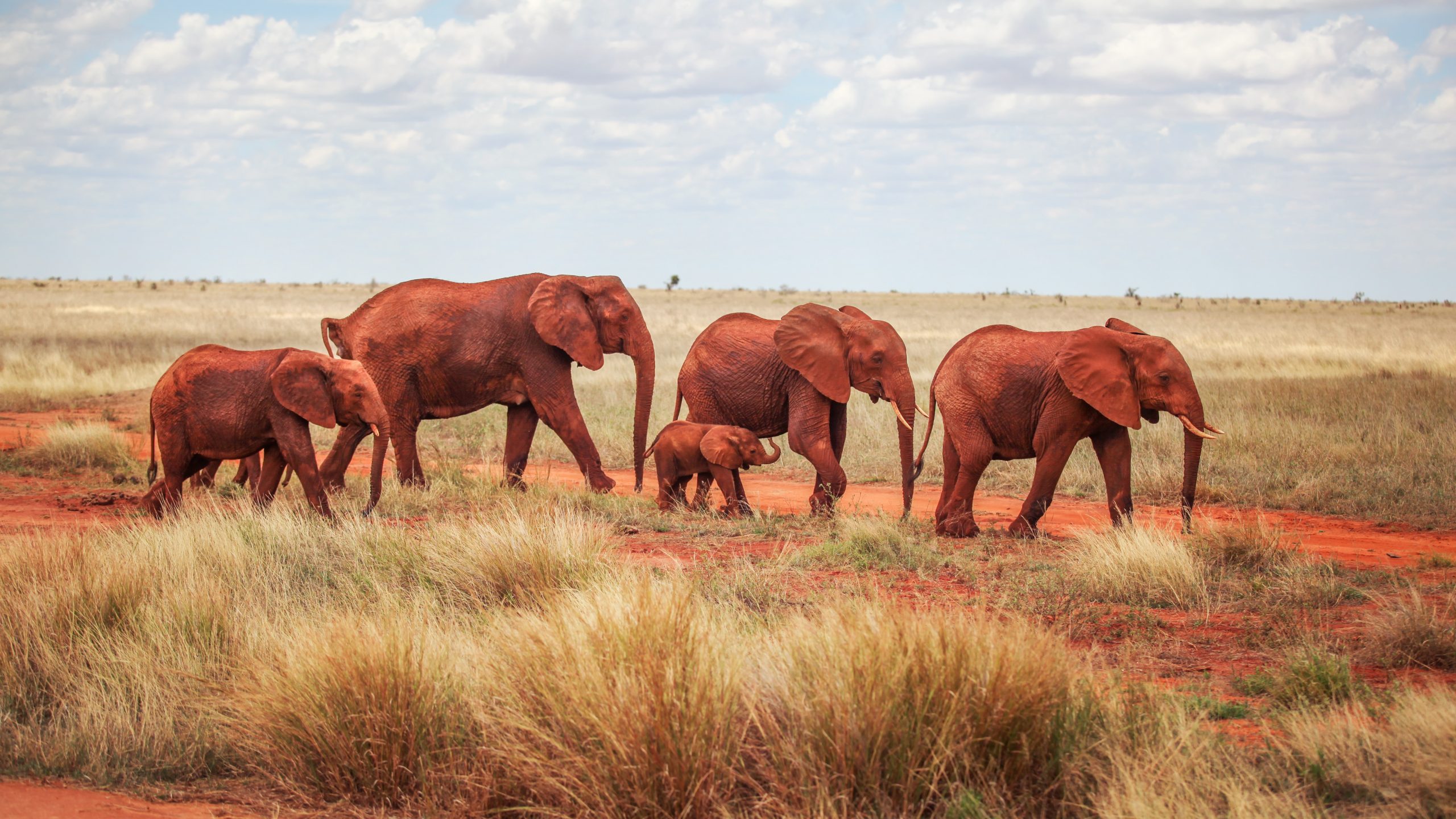 Au Kenya, ces éléphants deviennent rouges… mais ce n’est pas leur vraie couleur