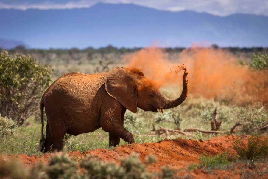 Elephant in savana during safari tour in Tsavo Park, Kenya