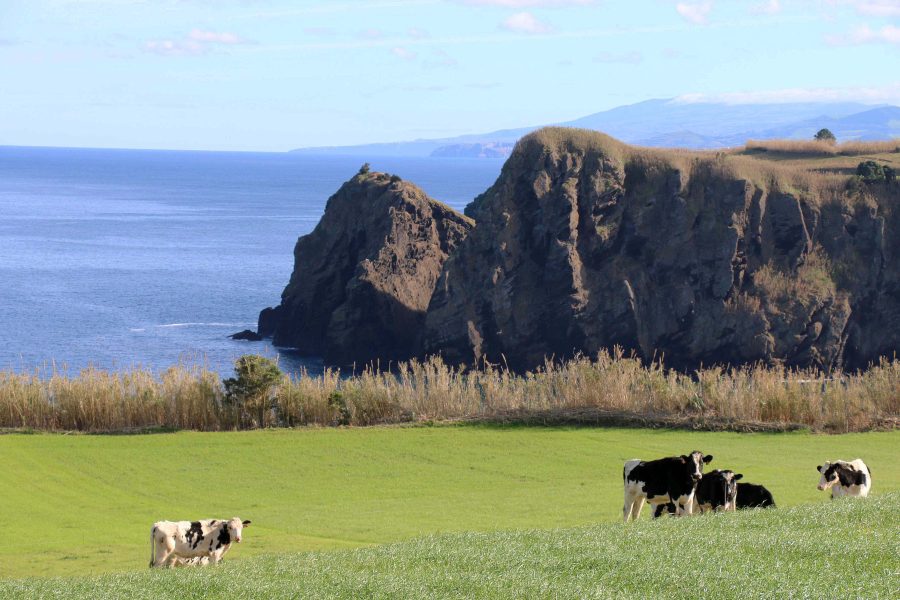 Les vaches, omnipr&eacute;sentes &agrave; S&atilde;o Miguel.