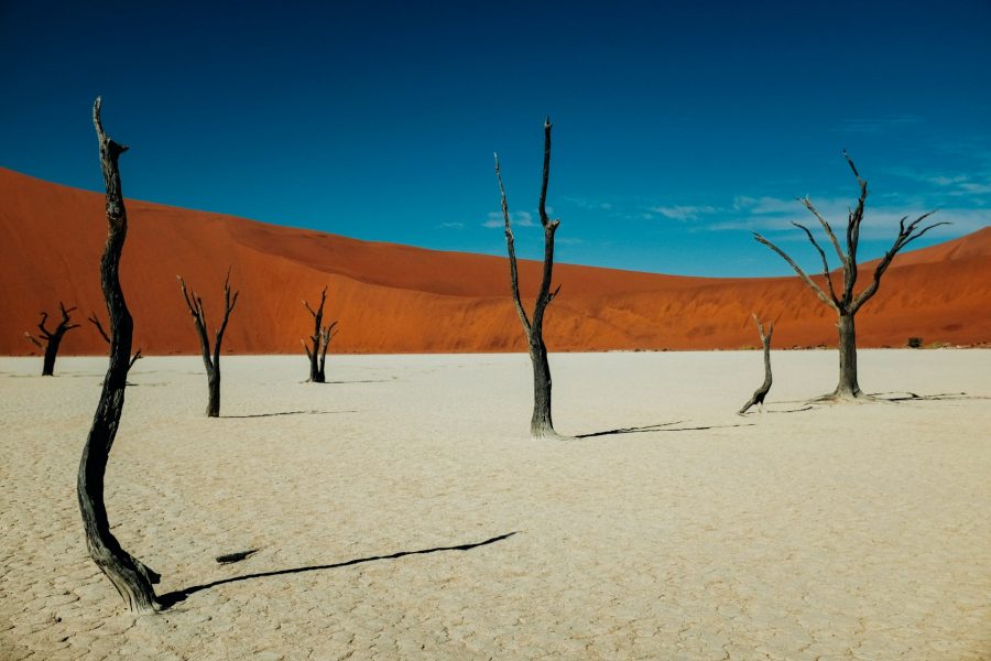 Ces arbres sont morts depuis des siècles… mais ils sont toujours debout au milieu du désert