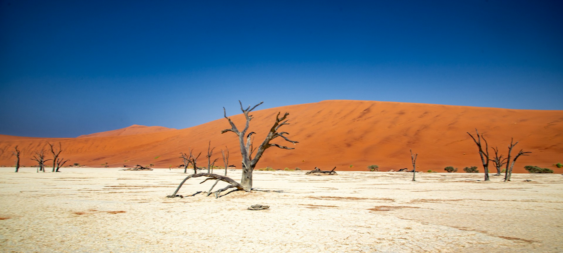 dead vlei