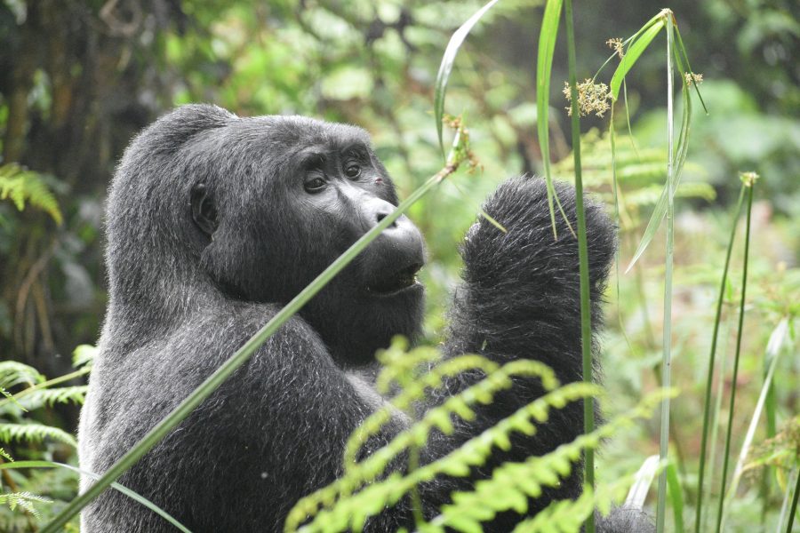 gorilla