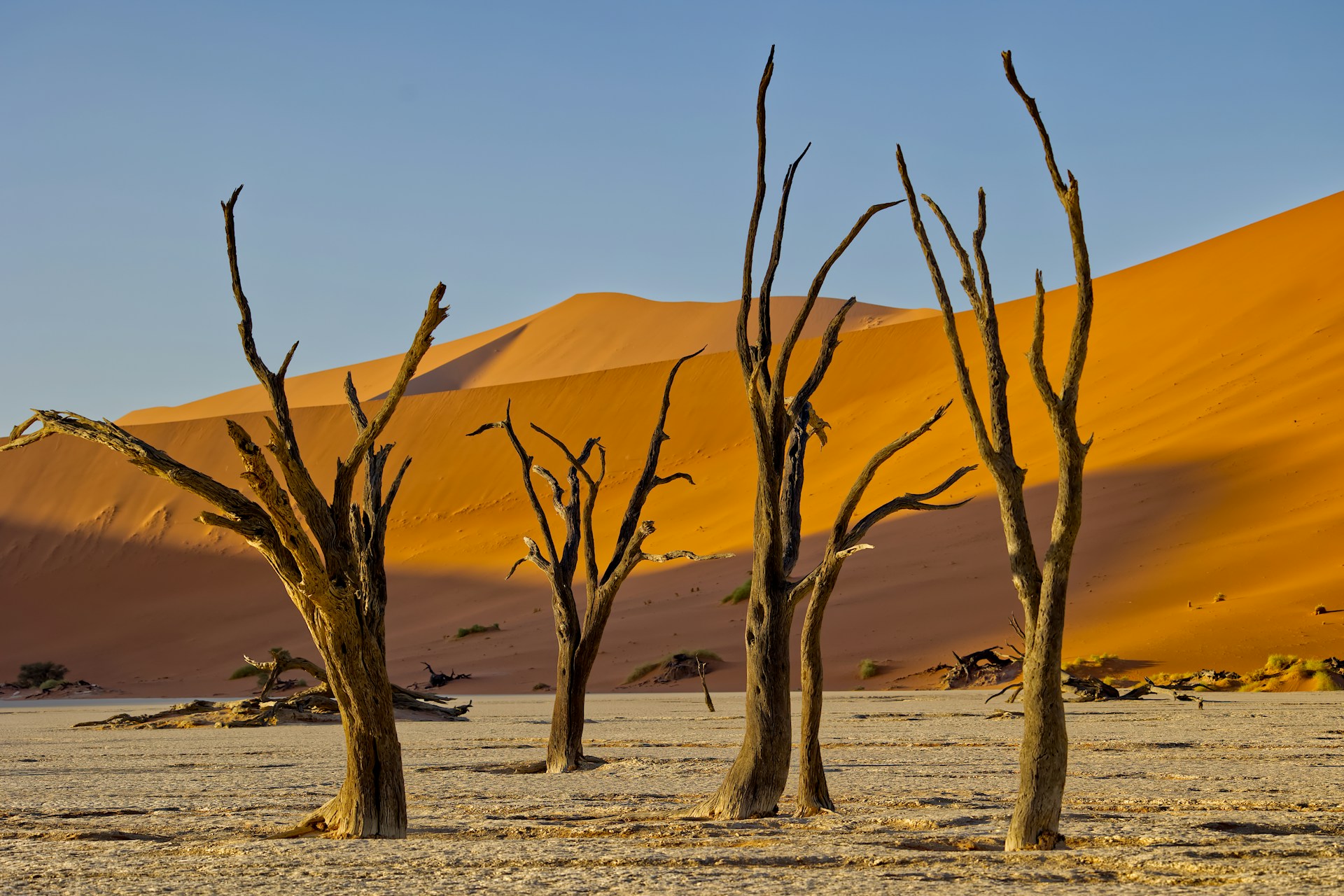 dead vlei