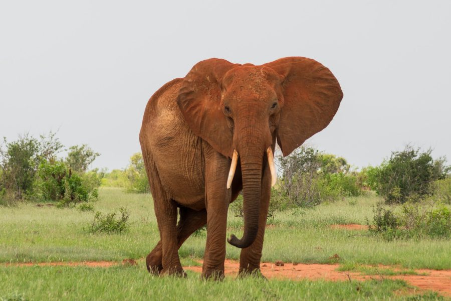 Elephant in savana during safari tour in Tsavo Park, Kenya