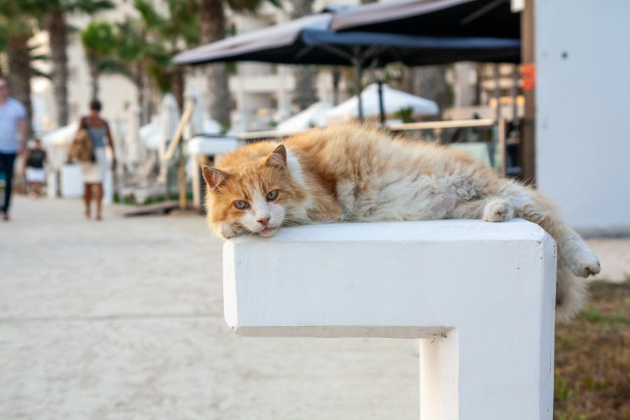 cat cyprus